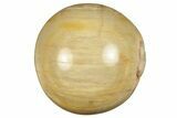 .9" Polished Petrified Wood Sphere - Photo 3
